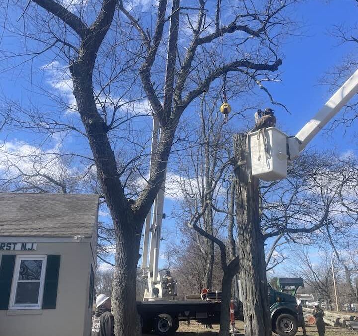 Tree Removal in Oakhurst for Troop 71